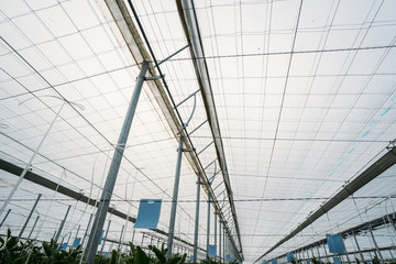 Close shot of the roof and zenith windows of a typical greenhouse of the production of Almería. The zenith windows serve for good ventilation of the greenhouse.