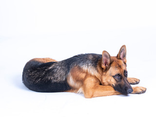 Portrait of a German Shepherd, 3 years old, full body, lie down on white background, copy-space