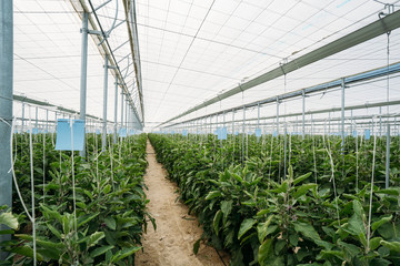 View of a black eggplant or aubergine field in an organic greenhouse with automatic climate control.