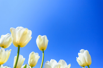 white spring tulips in a flower garden on a sunny day against a blue sky.