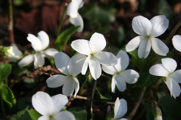 Bunch of white Common Violets in the garden. Viola odorata plants on springtime