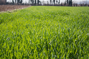 Cereal plants  growing in the field on a sunny day. Italian countryside on springtime