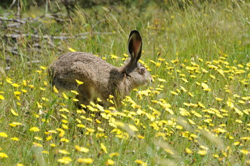 European hare (Lepus europaeus), also known as the brown hare and flowers