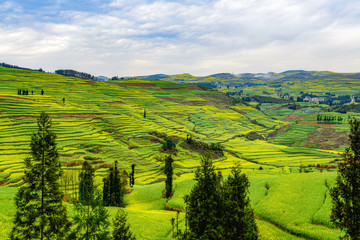 Fototapeta premium Rapeseed flowers at Snail farm Luositian Field in Luoping County, Yunnan, China.
