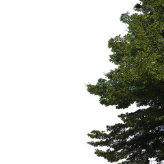 Fototapeta premium green leaf tree isolated on white background in rightside of the picture