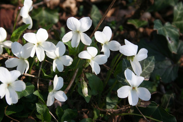 Bunch of white Common Violets in the garden. Viola odorata plants on springtime