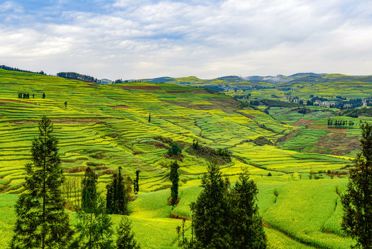 Rapeseed flowers at Snail farm Luositian Field in Luoping County, Yunnan, China.
