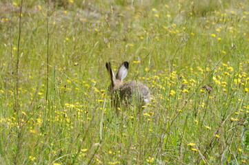 European hare (Lepus europaeus), also known as the brown hare and flowers