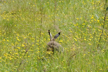 European hare (Lepus europaeus), also known as the brown hare and flowers