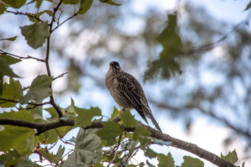 kleiner Vogel auf Ast