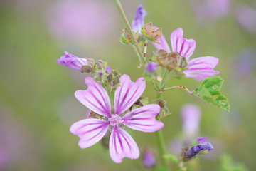 Fiori rosa e viola in un giardino di primavera