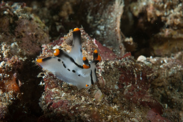 Thecacera picta Nudibranch