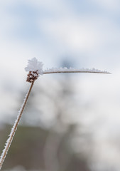 Ice crystals formed on a flower plant.