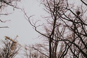 tree branches against blue sky