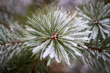 Naklejka na ściany i meble Ice crystals formed on a green tree during a heavy frost.