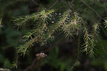 close up of pine needles