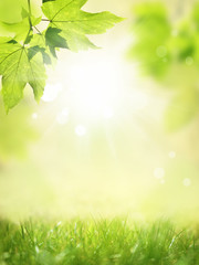 Glowing background with green meadow and plant.