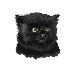 Fototapeta premium York Chocolate American breed of show cat, with long, fluffy black coat. Digital art illustration pussy kitten portrait, fluffy domestic pet t-shirt print hand drawn tabby, domestic long-haired cat