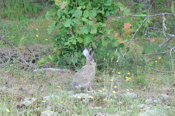 European hare (Lepus europaeus), also known as the brown hare and flowers
