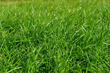 green grass background