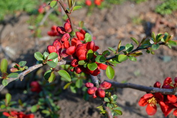 red berries on a tree