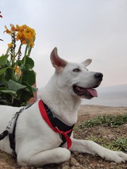 Dog on the beach with flowers
