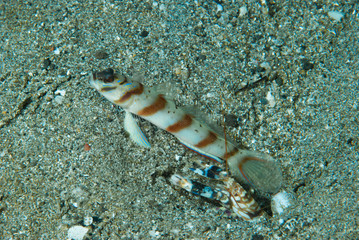 Diagonal Shrimp-Goby (Amblyeleotris diagonalis) Anilao Philippines