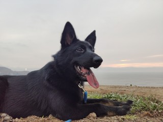 dog on the beach