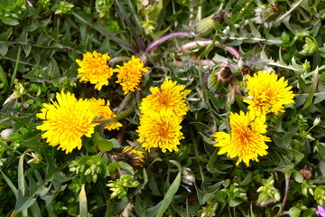 yellow flowers in the garden