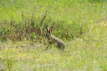 European hare (Lepus europaeus), also known as the brown hare and flowers