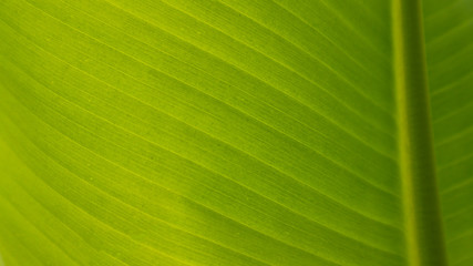 background texture of banana leaf for your design