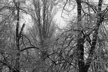 Trees and heavy winter snow