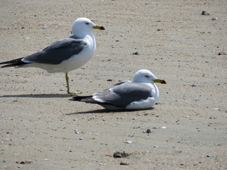 Two seagulls, one standing and one sitting, on a sandy beach