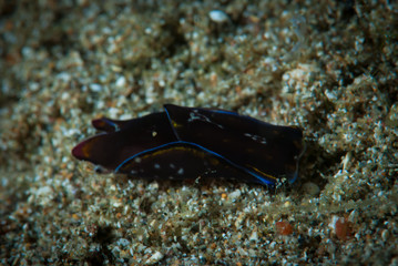 Headshield Slug (Philinopsis speciosa)
