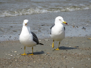 Obraz premium Two seagulls walking side by side on a sandy beach