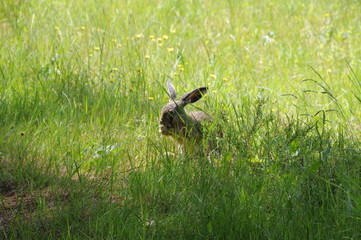 European hare (Lepus europaeus), also known as the brown hare and flowers