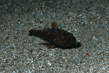 Fo Cardinalfish (Foa fo)