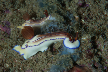 Hypselodoris emma Nudibranch