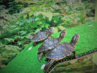 Three Turtles