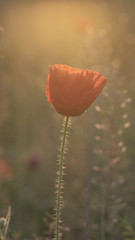 Obraz premium Bud of red poppy at sunrise. Beautiful red poppy flower in nature