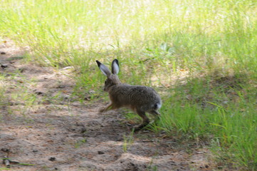 Obraz na płótnie Canvas European hare (Lepus europaeus), also known as the brown hare and flowers