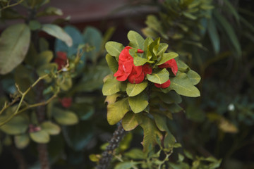 Blossom of the red flower.
