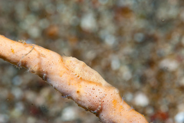 Paron Shrimp (Gelastocaris paronae)