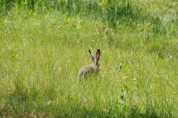 Naklejka na ściany i meble European hare (Lepus europaeus), also known as the brown hare and flowers