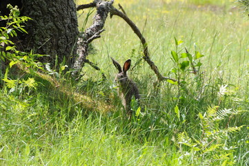 European hare (Lepus europaeus) also known as the brown hare and flowers