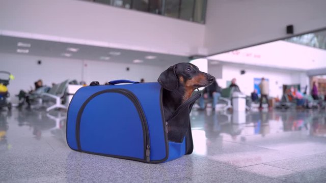Obedient dachshund sits in blue pet carrier in public place, at the airport or train station. Dog hides inside and crawls out back. Rules for traveling with animals in cabin or in luggage compartment.