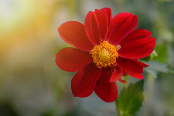 Design File Photography blooming red flowers 