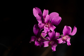 Fototapeta na wymiar Purple Orchid group open at peak flowering with plain black background,interior horizontal photo.