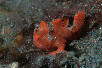 Painted frogfish (Antennarius pictus)