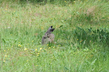 European hare (Lepus europaeus) also known as the brown hare and flowers